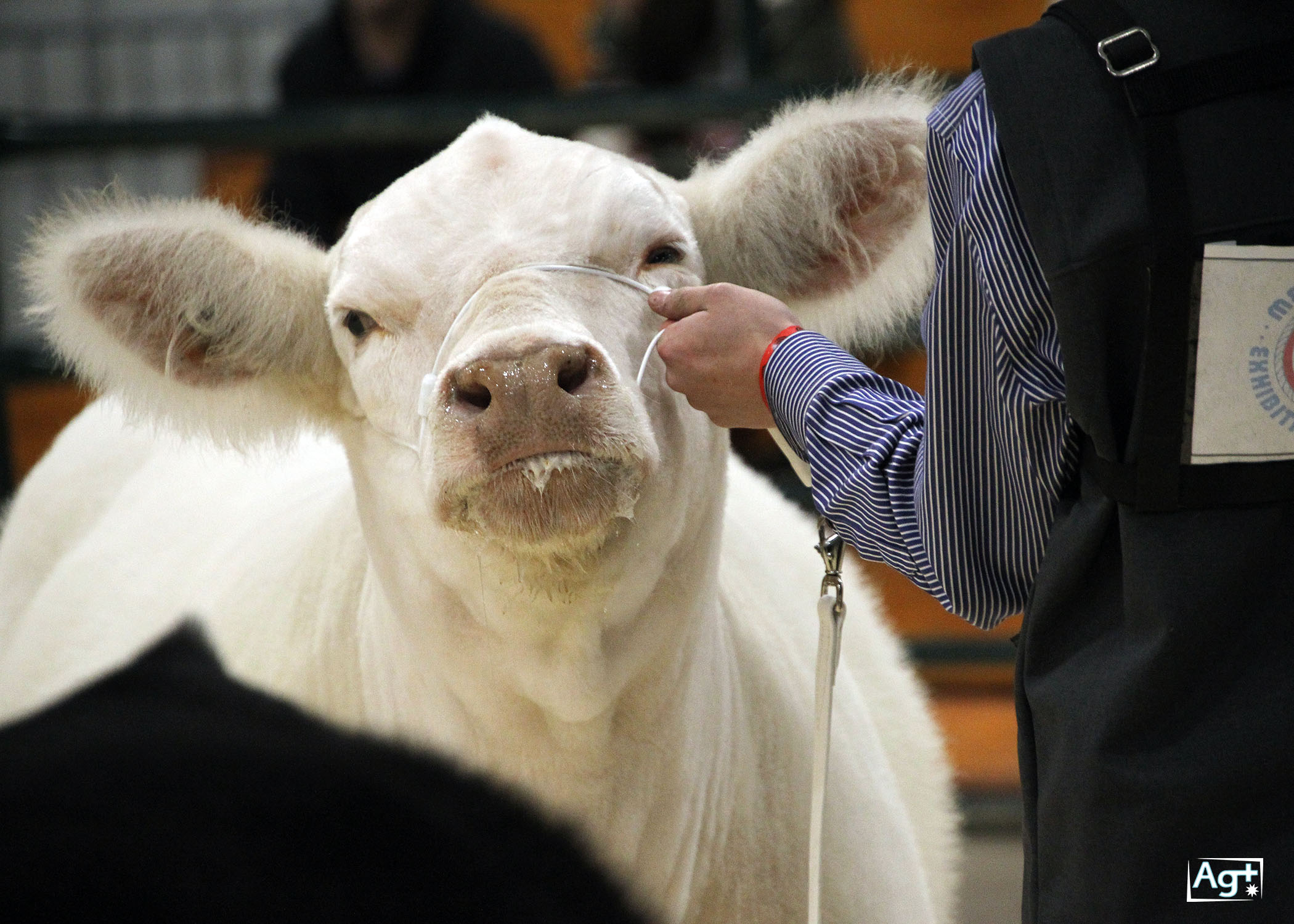 Beef Pen Show – MH Stampede & Exhibition