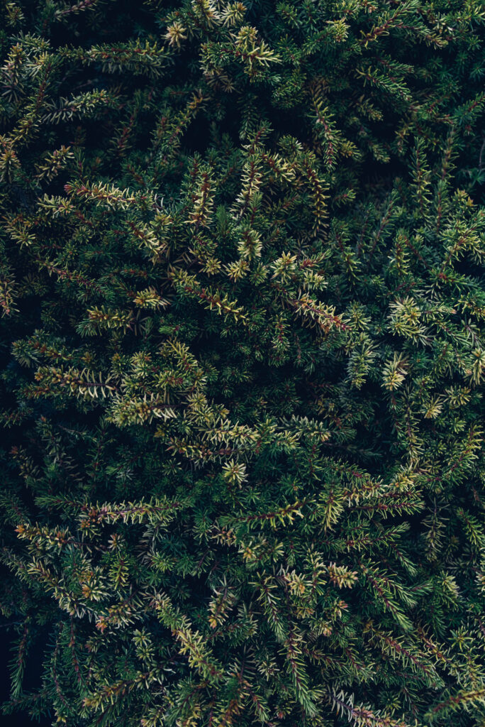 Mini spruce green tree texture. Natural background.